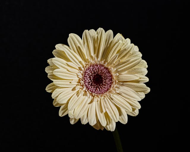 bunga gerbera