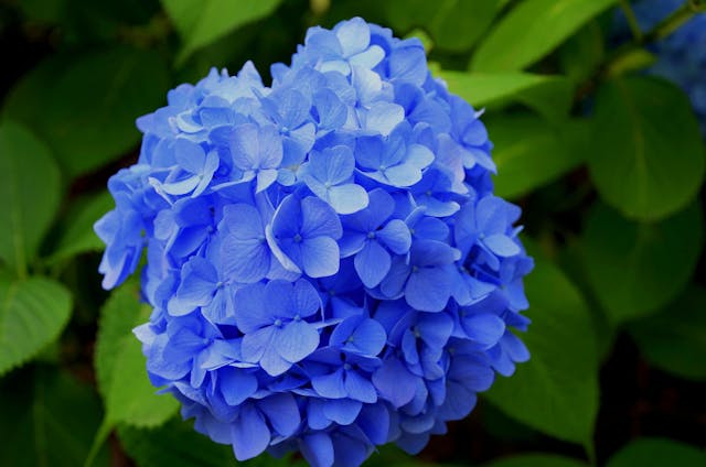 Bunga Hydrangea