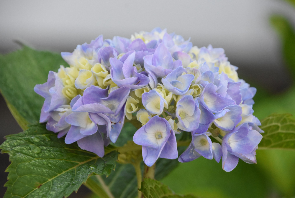 Bunga Hydrangea