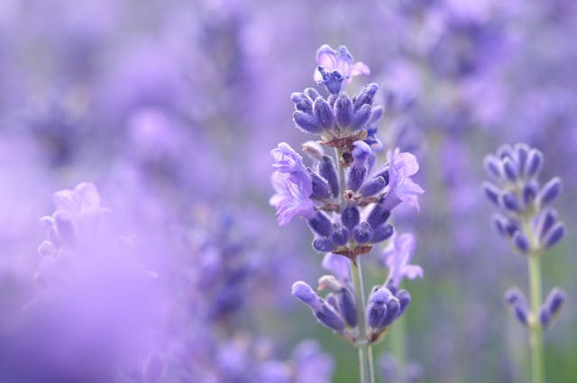 bunga lavender