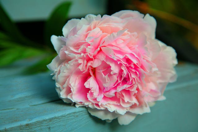 Bunga peony