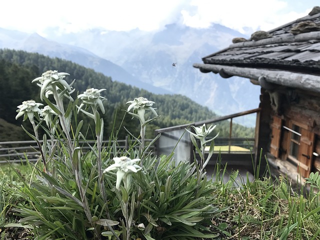 Pelestarian Bunga Edelweis