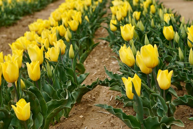 Bunga Tulip Kuning