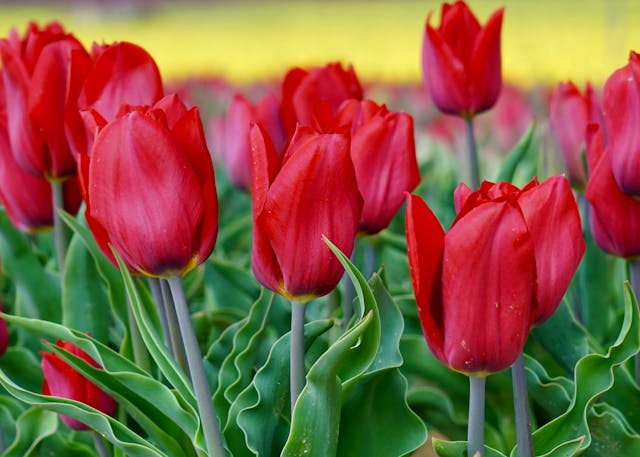 tulip merah
