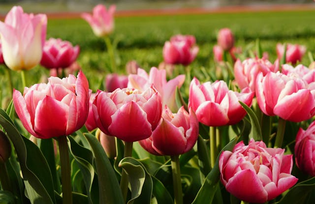 Bunga Tulip Pink