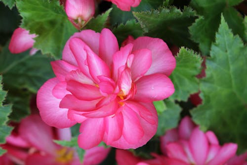 bunga begonia