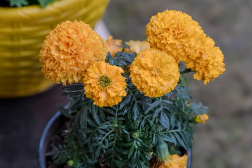 bunga marigold